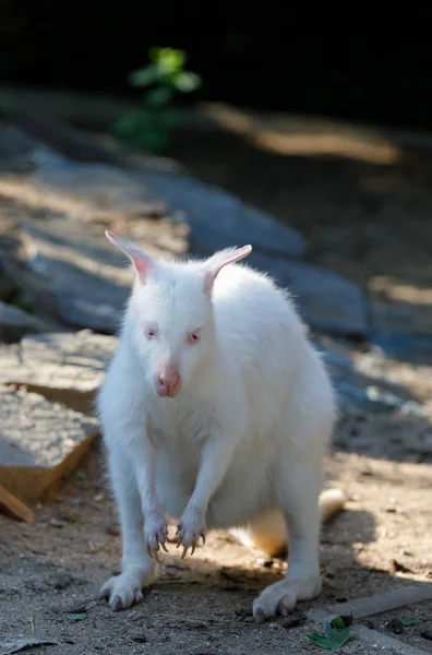 Pastoreo blanco albino canguro rojo cuello Wallaby — Foto de Stock