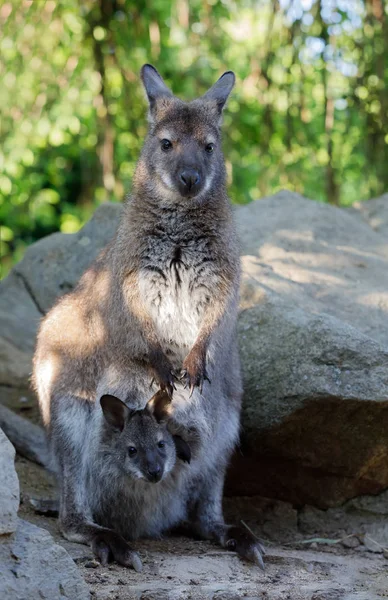 Fêmea de canguru com bebê pequeno no saco — Fotografia de Stock
