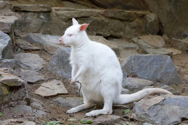 放牧白色白化袋鼠红颈袋鼠 — 图库照片