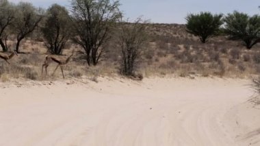 springbok, Afrika safari yaban hayatı sürüsü