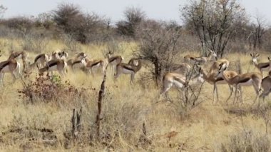 springbok, Afrika safari yaban hayatı sürüsü