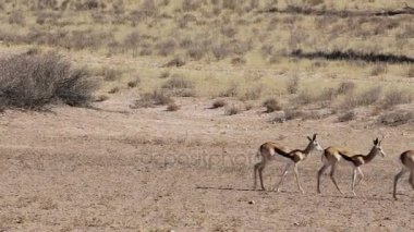 springbok, Afrika safari yaban hayatı sürüsü