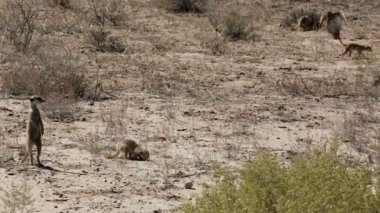 çöl faresi veya suricate Kgalagadi Transfontier Park, Güney Afrika