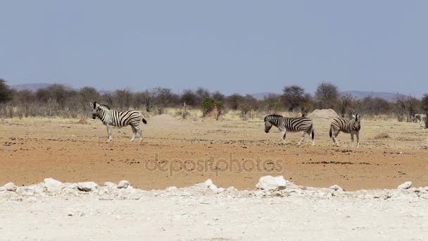 Zebra na zaprášené bílým pískem a s koupel v prachu, Namibie. Volně žijící zvířata Afriky — Stock video