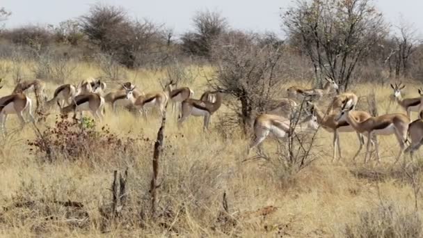 Κοπάδι από springbok, Αφρική σαφάρι άγριας φύσης — Αρχείο Βίντεο