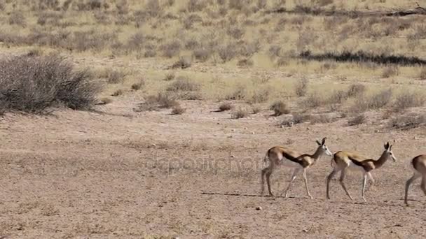 Manada de springbok, África safari fauna — Vídeo de stock
