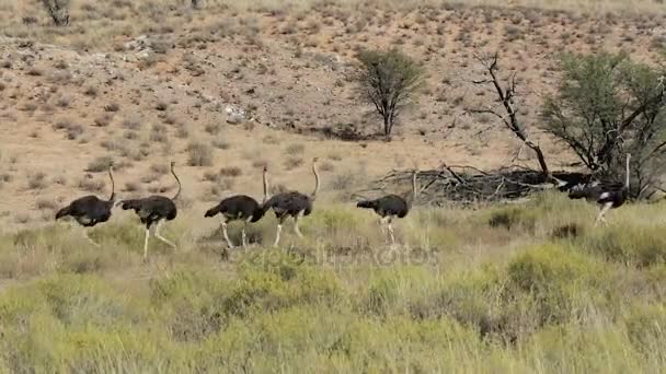 ダチョウ、カラハリ、南アフリカ共和国、サファリ野生生物 — ストック動画