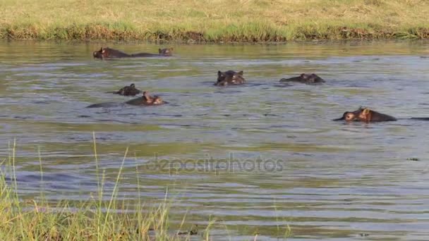Su aygırı hipopotam, Okavango Deltası, Afrika safari yaban hayatı — Stok video