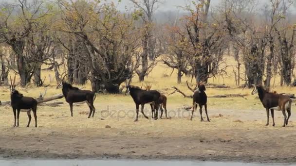 Красивая соболь антилопы Африканское сафари фотографии дикой природы — стоковое видео