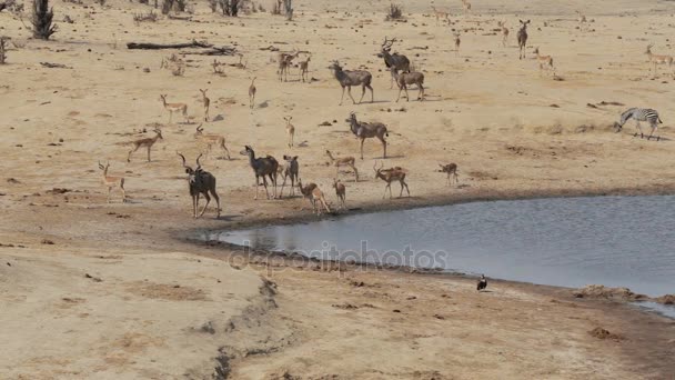 Sikertelen krokodil támadás antilop kudu — Stock videók