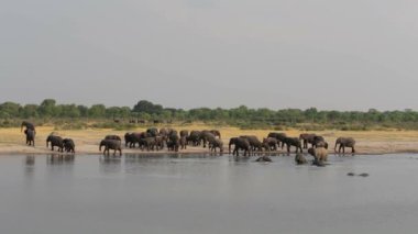 Filler grup su birikintisinin, Hwange, Afrika safari yabani hayvanlar ve bitkiler