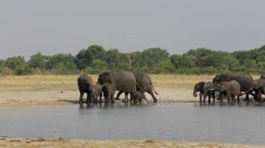 Filler grup su birikintisinin, Hwange, Afrika safari yabani hayvanlar ve bitkiler