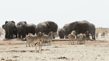 su birikintisinin filler, zebralar, Springboks ve orix. Afrika Safari yaban hayatı.