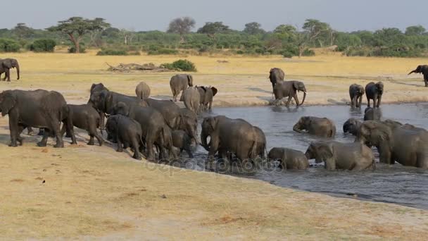 Grupp av elefanter på vattenhålet, Hwange, Afrika safari wildlife — Stockvideo