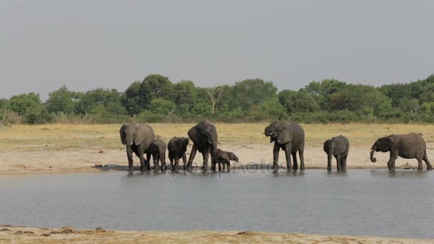 Grupo de elefantes em waterhole, Hwange, África safari vida selvagem — Vídeo de Stock