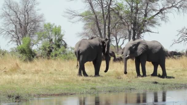 Afrikanische Elefanten Afrika Safari Wildtiere und Wildnis — Stockvideo