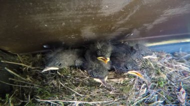 küçük kuşlar yuvaya açılan ağız ve sceam ile yavru