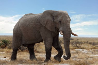 büyük Afrika filleri etkin Milli Parkı