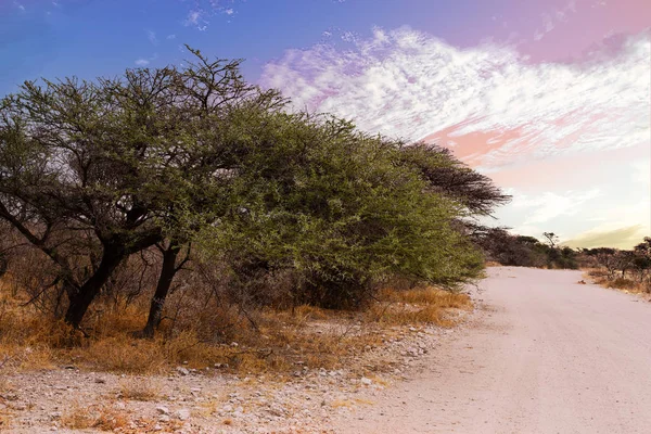 Paesaggio namibia Riserva di caccia Etosha — Foto Stock