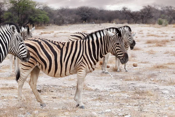 Зебра в африканских кустах. Сафари в Африке — стоковое фото