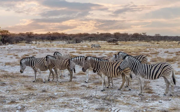 Zebra em arbusto africano. Safári africano — Fotografia de Stock