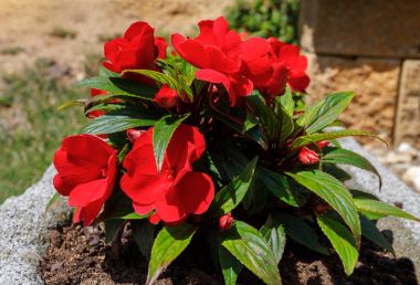 Kırmızı Yeni Gine Impatiens çiçek tencere