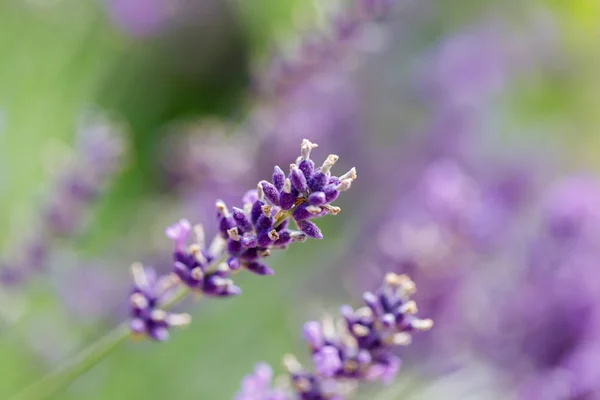 Floração de lavanda de verão no jardim — Fotografia de Stock