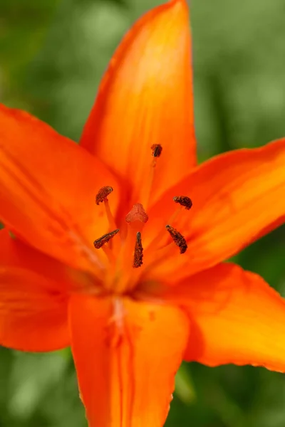 Detail of flowering orange lily — Stock Photo, Image