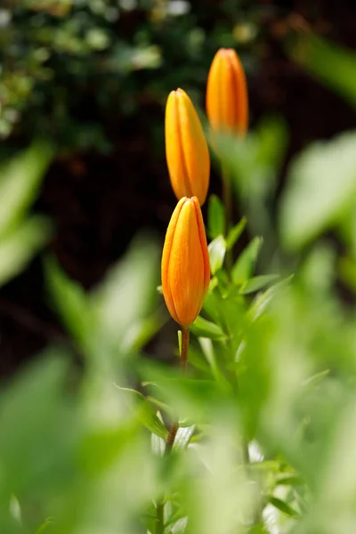 Detail van bloeiende orange bud lelie — Stockfoto