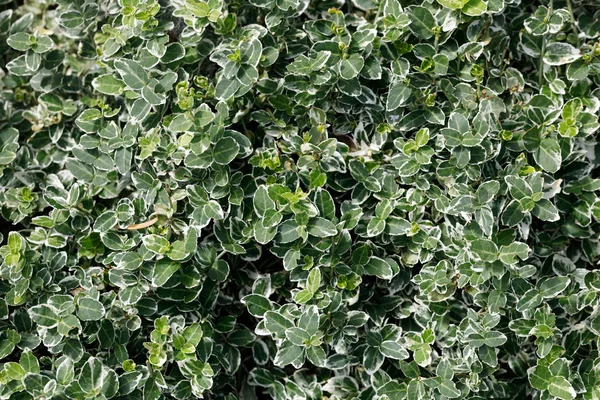 Grama de verão verde e outra textura vegetal — Fotografia de Stock