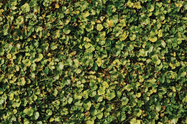 Herbe verte d'été et autre texture végétale — Photo