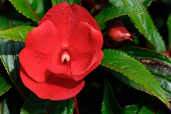 Röd nya Guinea impatiens blommor i krukor — Stockfoto