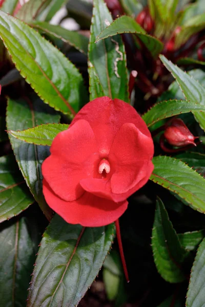 Red Új-Guinea impatiens virágok cserépben — Stock Fotó