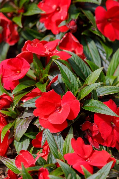 Röd nya Guinea impatiens blommor i krukor — Stockfoto