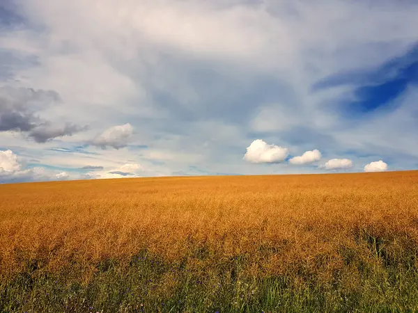 Žlutý znásilnění zralé pole s modrou oblohou — Stock fotografie