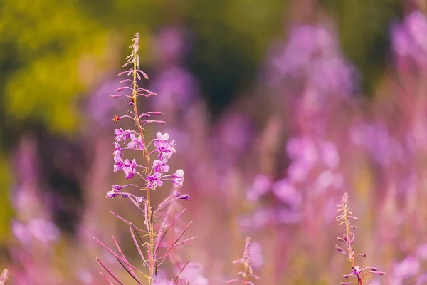 Pink fireweed flowers on spring meadow — Stock Photo, Image