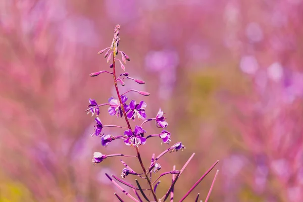 핑크 파이어 꽃 봄 풀밭에서 — 스톡 사진