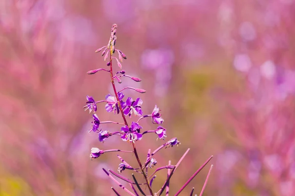 Fireweed ροζ λουλούδια στο Λιβάδι την άνοιξη — Φωτογραφία Αρχείου