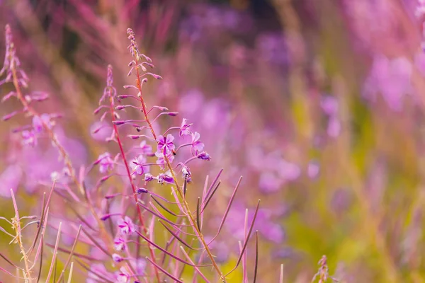 春の牧草地にピンク fireweed 花 — ストック写真