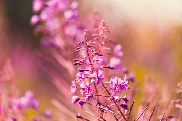 Pink fireweed flowers on spring meadow — Stock Photo, Image
