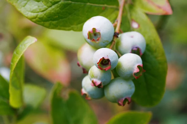 Frutos de bayas azules inmaduros en el jardín de verano — Foto de Stock