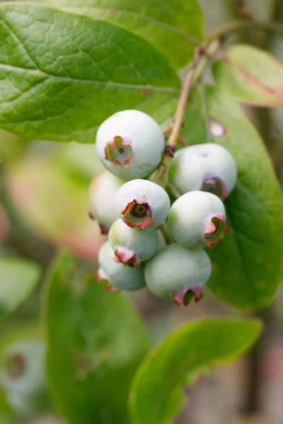 Frutos de bayas azules inmaduros en el jardín de verano — Foto de Stock