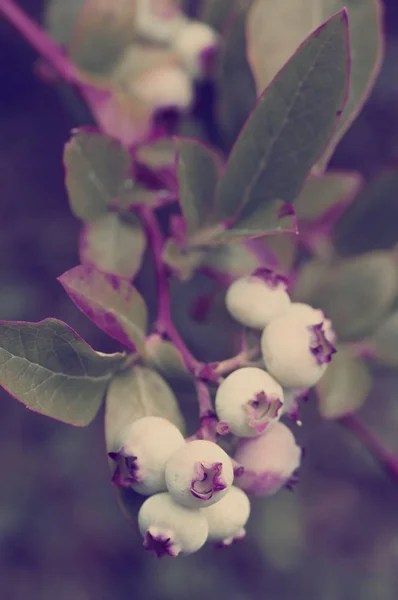 Fruits de baies bleues immatures dans le jardin d'été — Photo