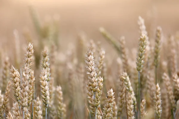 Dojrzałej pszenicy złote pola w okresie letnim — Zdjęcie stockowe