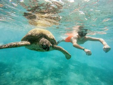 Genç çocuk şnorkel yüzmek yeşil deniz kaplumbağası, Mısır ile