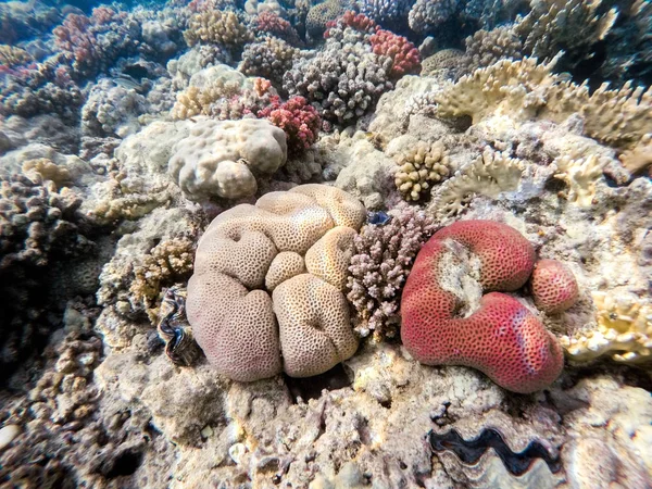 Jardim de coral em mar vermelho, Marsa Alam, Egito — Fotografia de Stock