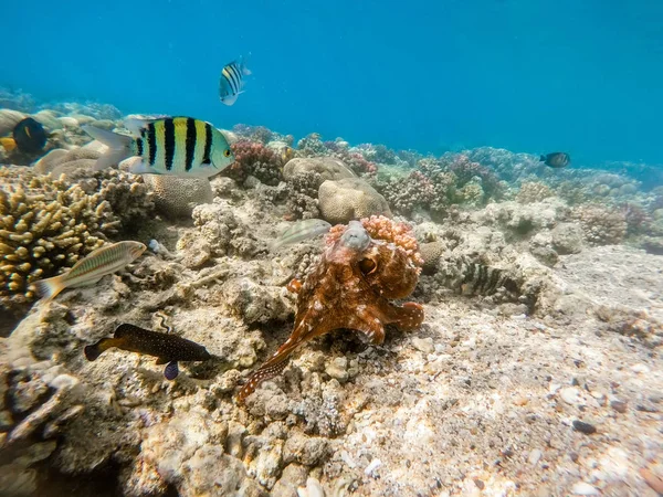 Rafa ośmiornicy (ośmiornica cyanea) na rafy koralowej — Zdjęcie stockowe