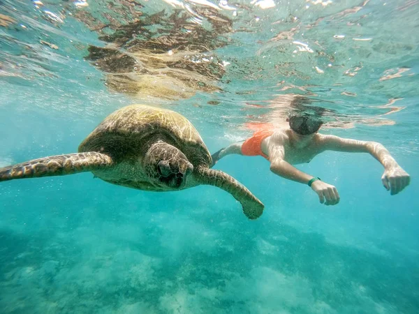 Young boy Snorkel swim with green sea turtle, Egypt