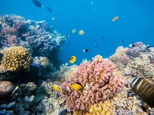 School of fish on coral garden in red sea, Egypt — Stock Photo, Image