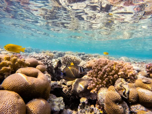 Morze Czerwone Molinezja tang ryb na coral garden w red sea, Egipt — Zdjęcie stockowe